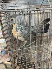 ayam hutan betina jalak