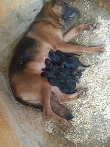 German shepherd 