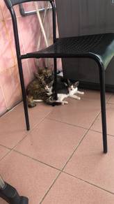 Cats for adoption