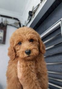 Giant poodle male and female