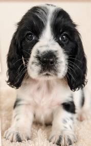 ENGLISH COCKER SPANIEL PUPPIES F389 🌻Female