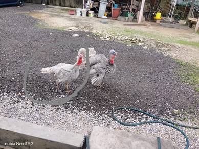 ayam belanda