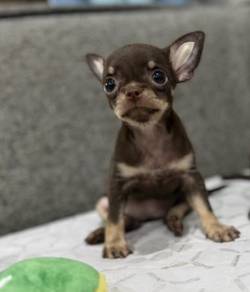 CHIHUAHUA PUPPIES 274🌷Head Apple Cute Dog