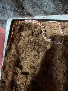corn snake