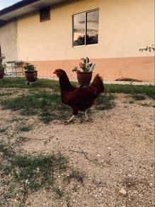 Ayam betina Rhode Island Red