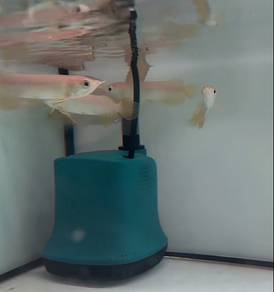 Arowana MGBB