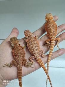 bearded dragon