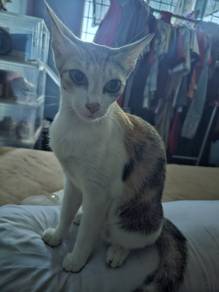 Kucing Betina