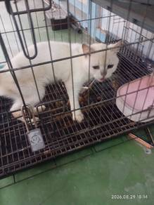 bsh rehome