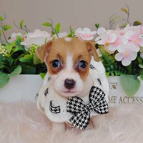 Jack Russell