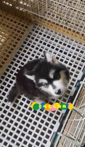 Alaskan Husky (M)