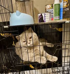 scottish fold