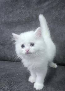 Persian kitten long hair white color.