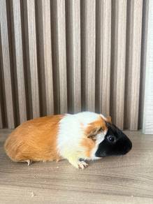 Friendly Guinea Pig