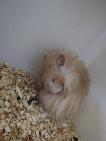 big bon poly hamster