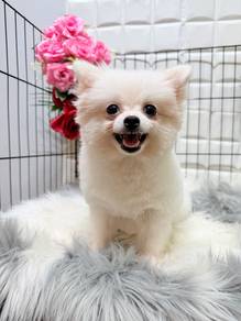 Pomeranian