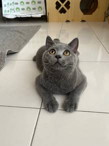 British Shorthair Kitten