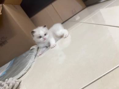 Ragdoll Kitten 
