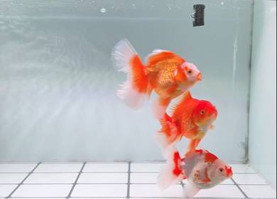 indo orental gold fish