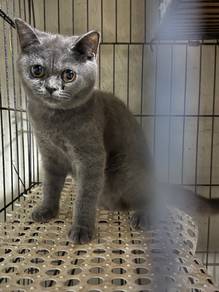 PURE BSH GIRL for REHOME