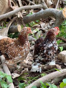 ayam Cochin bantam , bantam chicken