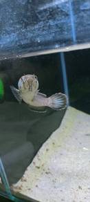 limbata 