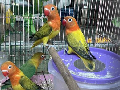 burung ccinta lovbid