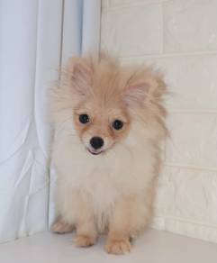 J0489 Pomeranian Fur Ball Puppy