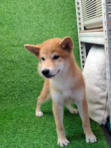 Shiba Inu 4 Months