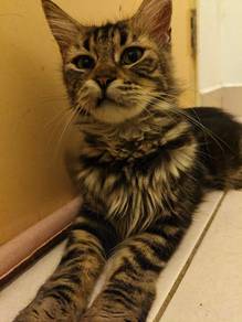 Purebred Black Tabby Maine Coon Female