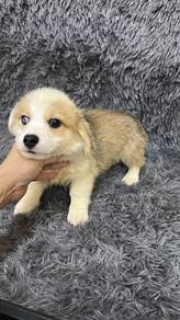 Pure Breed Corgi (Male) T&C Applied ! 纯种柯基 有价出有条件