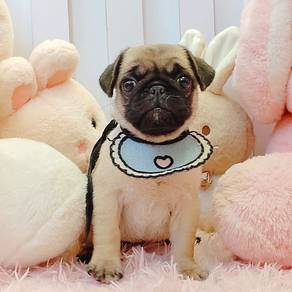 Pug