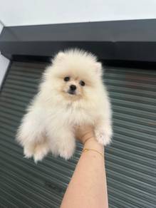 pomeranian