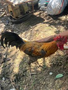 ayam fighter