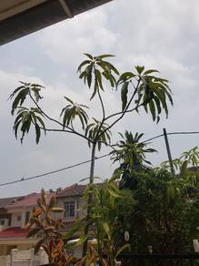 plants - Mango Tree