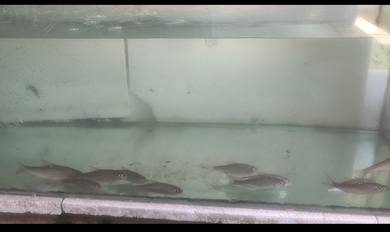 ikan kelah