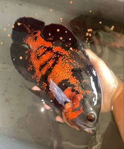 ikan oscar