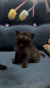Male BSH Kitten Cat