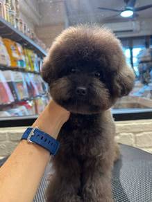 Teacup Poodle Pup Offer Price