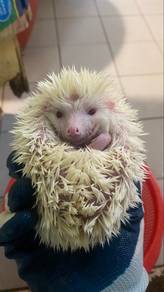hedgehog