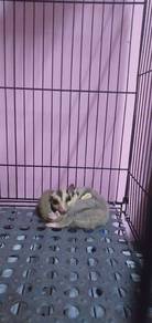 sugar glider 