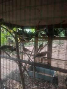burung merbuk 