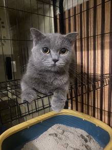 Bsh