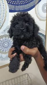 poodle