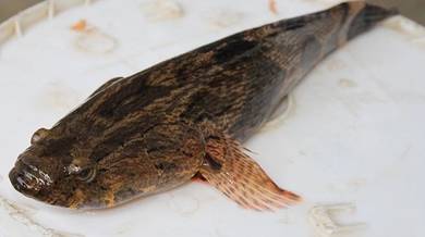 Marble Goby / Ikan Ketutu