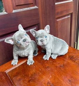 Blue 💙 blue eye puppy