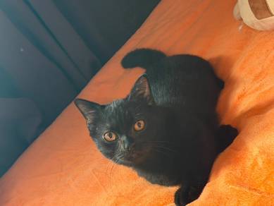 Munchkin cat