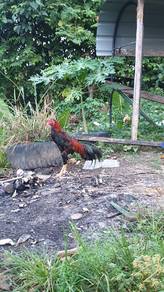 ayam 