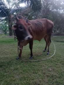 Lembu Jantan Sihat & Tegap untuk Dijual (Dungun)