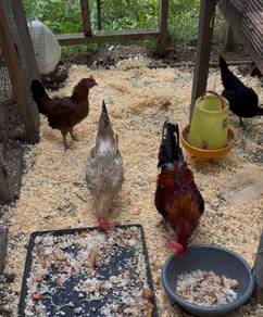 ayam kampung